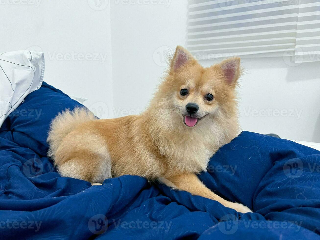 Adorable Happy Pomeranian Dog or Puppy Sit or Lay on the Blue Bedcover or Blanket or Mat or Mattress photo