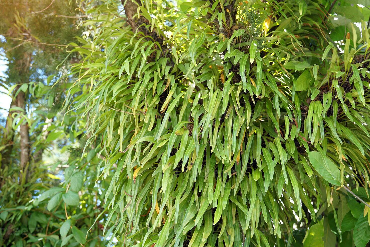 Pyrrosia lanceolata is an epiphytic fern. It has small lanceolate rhizomes and lanceolate leaves. Groups of brown spores are attached to the underside of the upper half of the leaves. photo