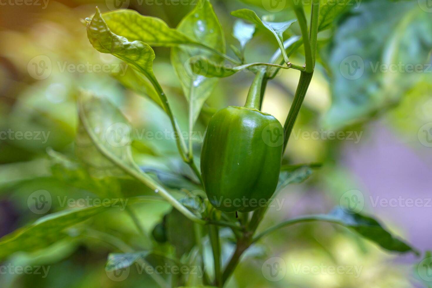 Bell pepper plant grown in a pot. The fruit has a square to hexagonal shape. The thick or thin shell varies according to the species. There are many colors ranging from green, yellow, orange and red. photo