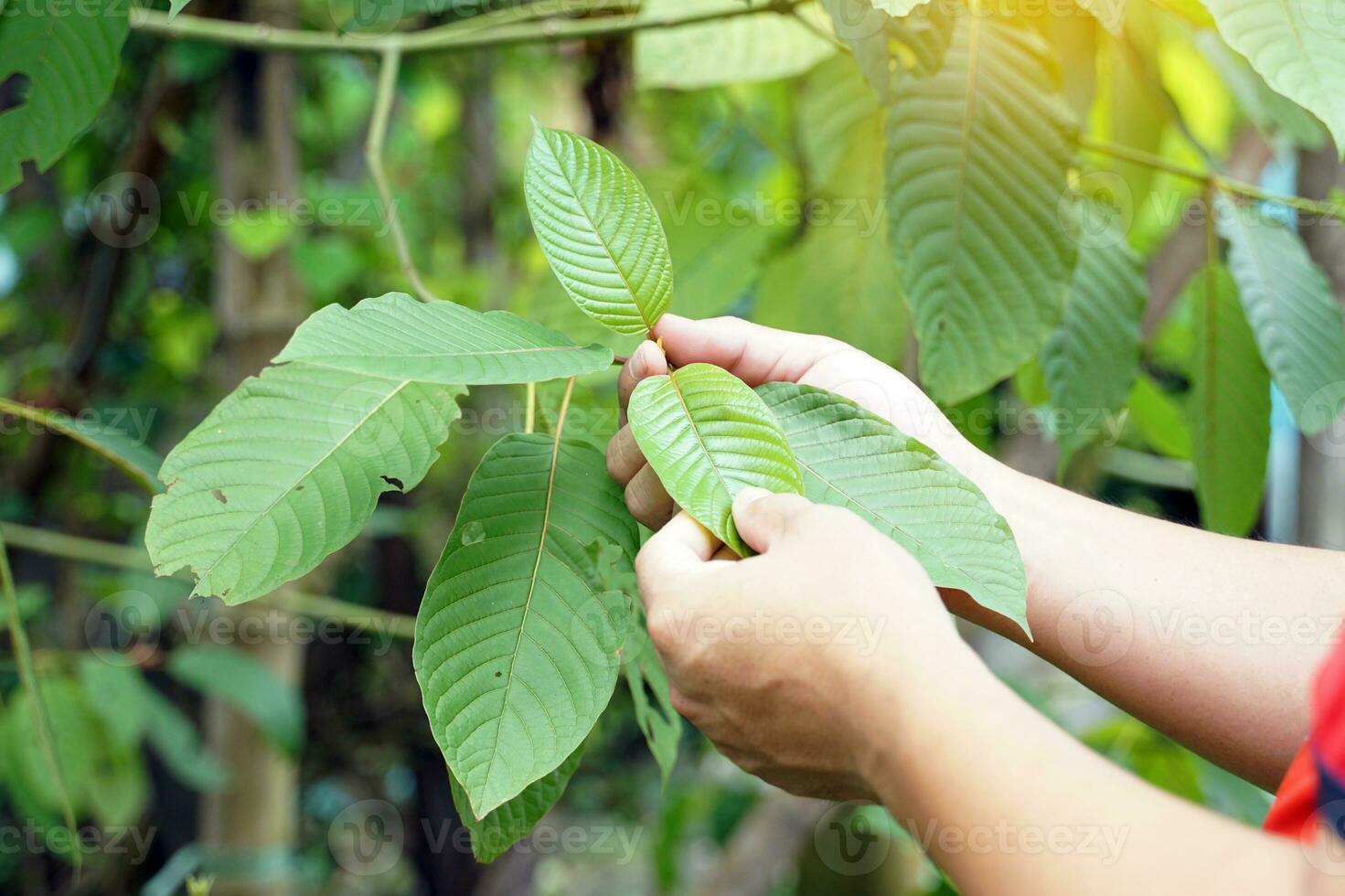 Kratom is a medicinal plant. The scientific name is Mitragyna speciosa Korth. Each variety is different in the color of the leaf veins. Thailand is found to be red stem varieties. photo