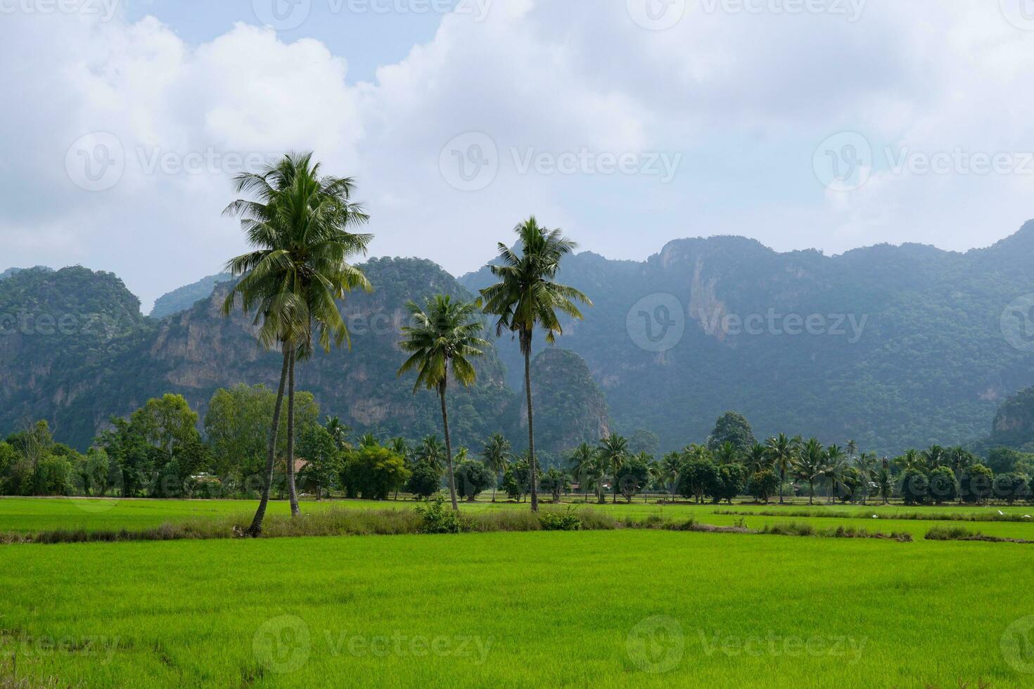 View of rice fields in the rainy season in central Thailand with vast green rice fields. There are coconut trees growing along the rice fields. In the background is a mountain photo