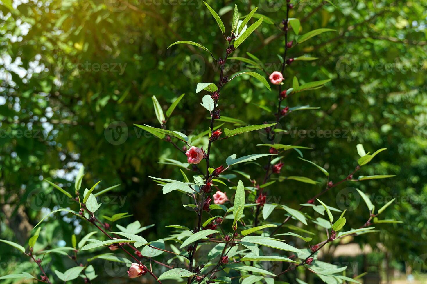 Hibiscus sabdariffa is a herbaceous plant. It has large, pale-yellow flowers with a red center. The sepals are red and sour. Has nutritional value and is used to make beverages and sweet foods. photo