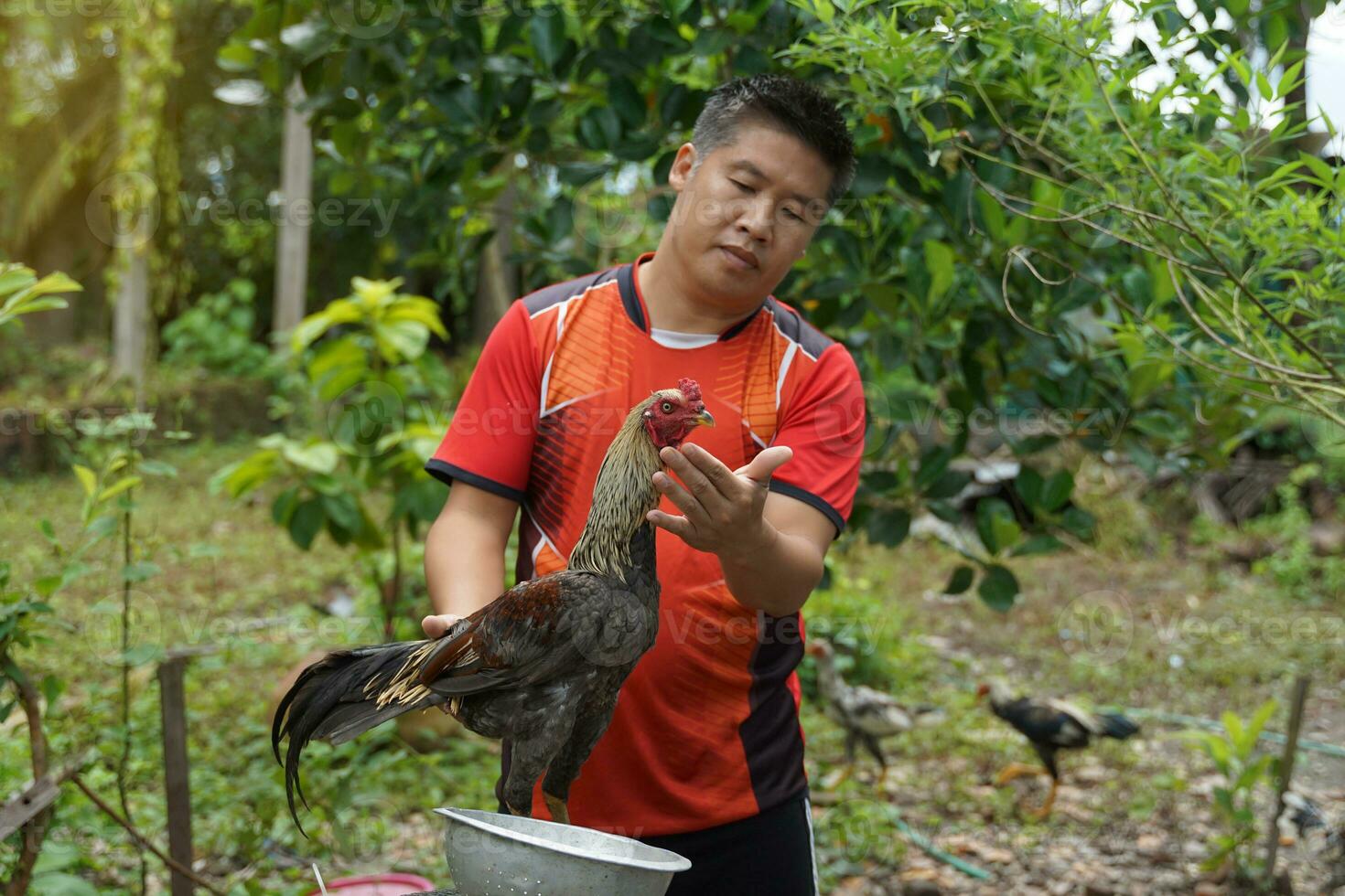 Asian man practices fighting cocks on his pet which is a local breed of chicken raised for sports games Breeding fighting cocks is therefore one profession that generates good income for the breeder. photo