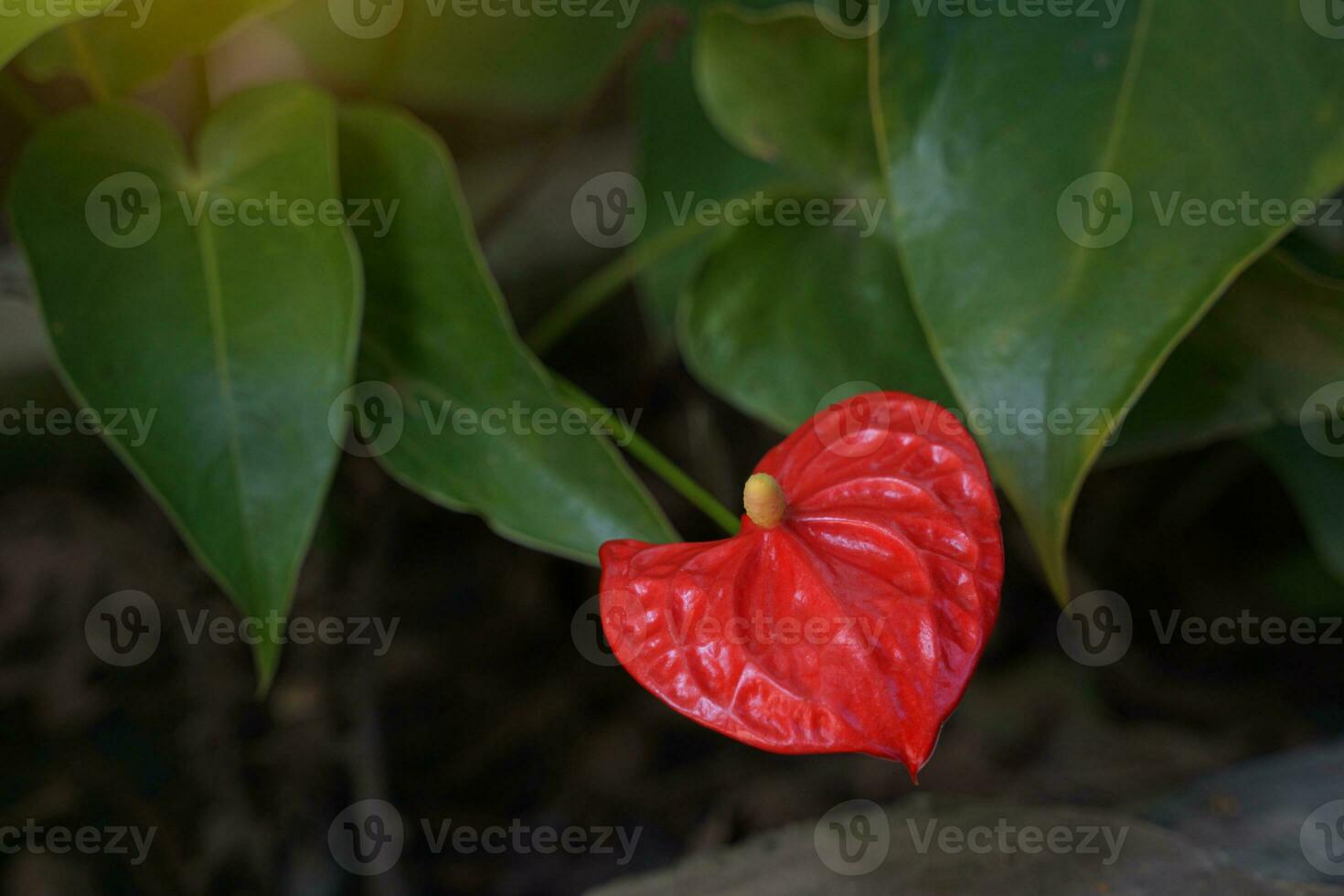 Red anthurium flowers in the garden are commonly grown as ornamental plants and cut flowers. Soft and selective focus. photo