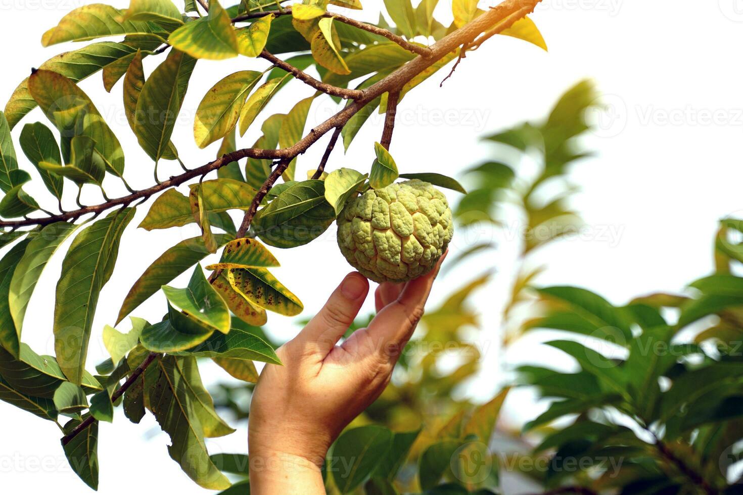 Hand holding the Sugar apple on the tree, which is a rather round cluster. The bark is green and rough with rounded bumps. Each cavity inside the fruit has white flesh covering the seed. photo