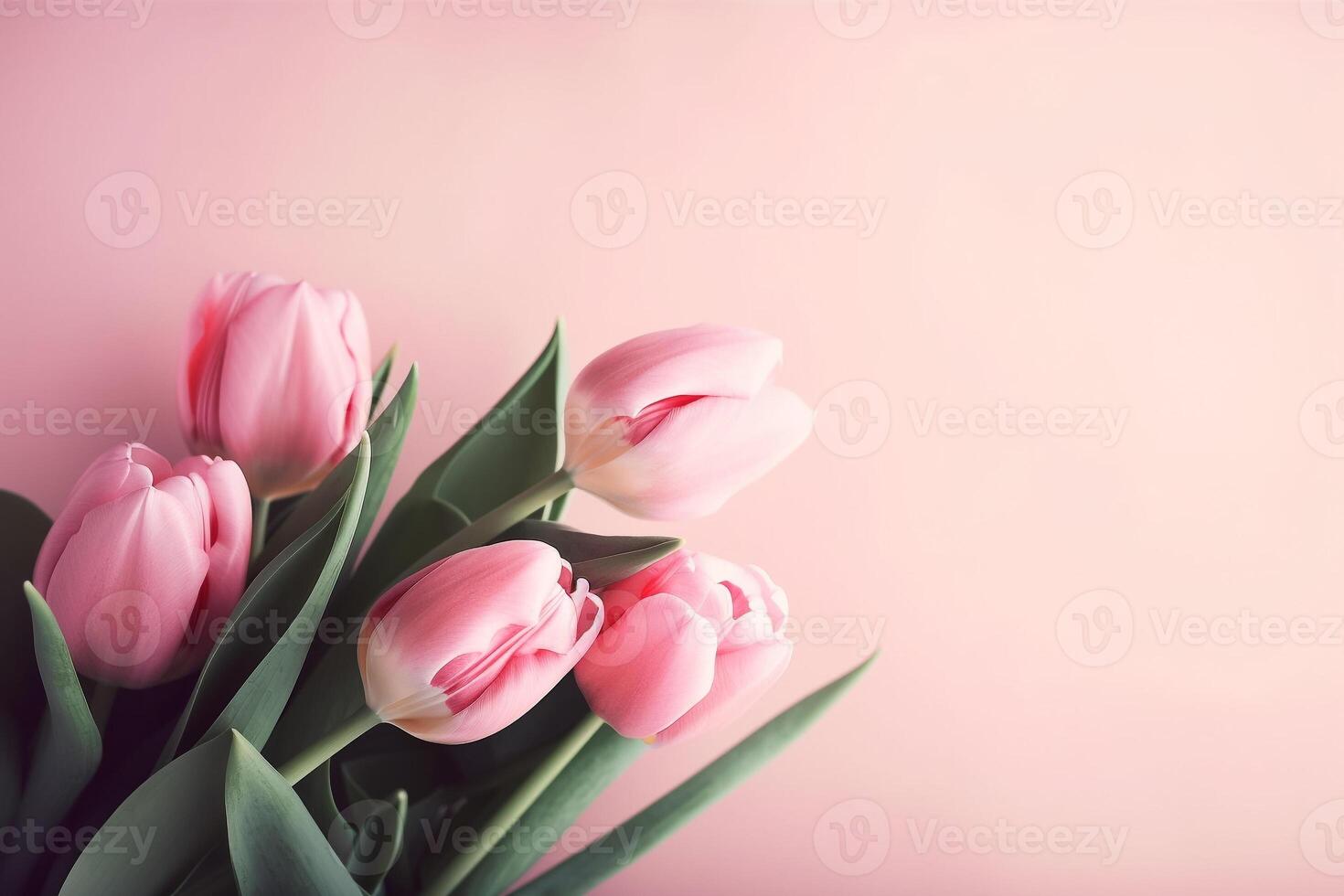 Pink tulips on a pink background photo