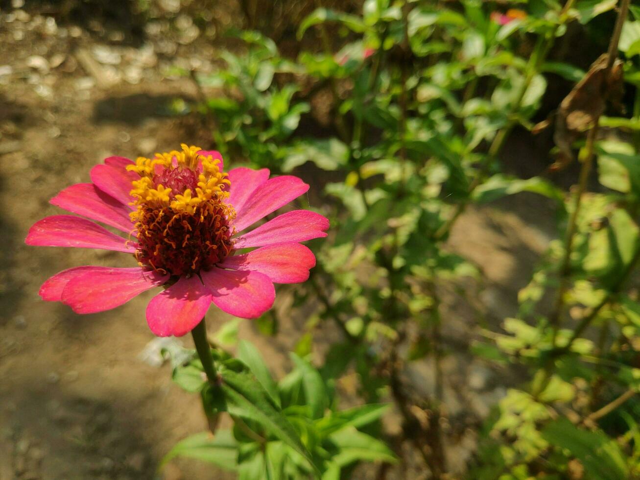 plantas en el jardin foto