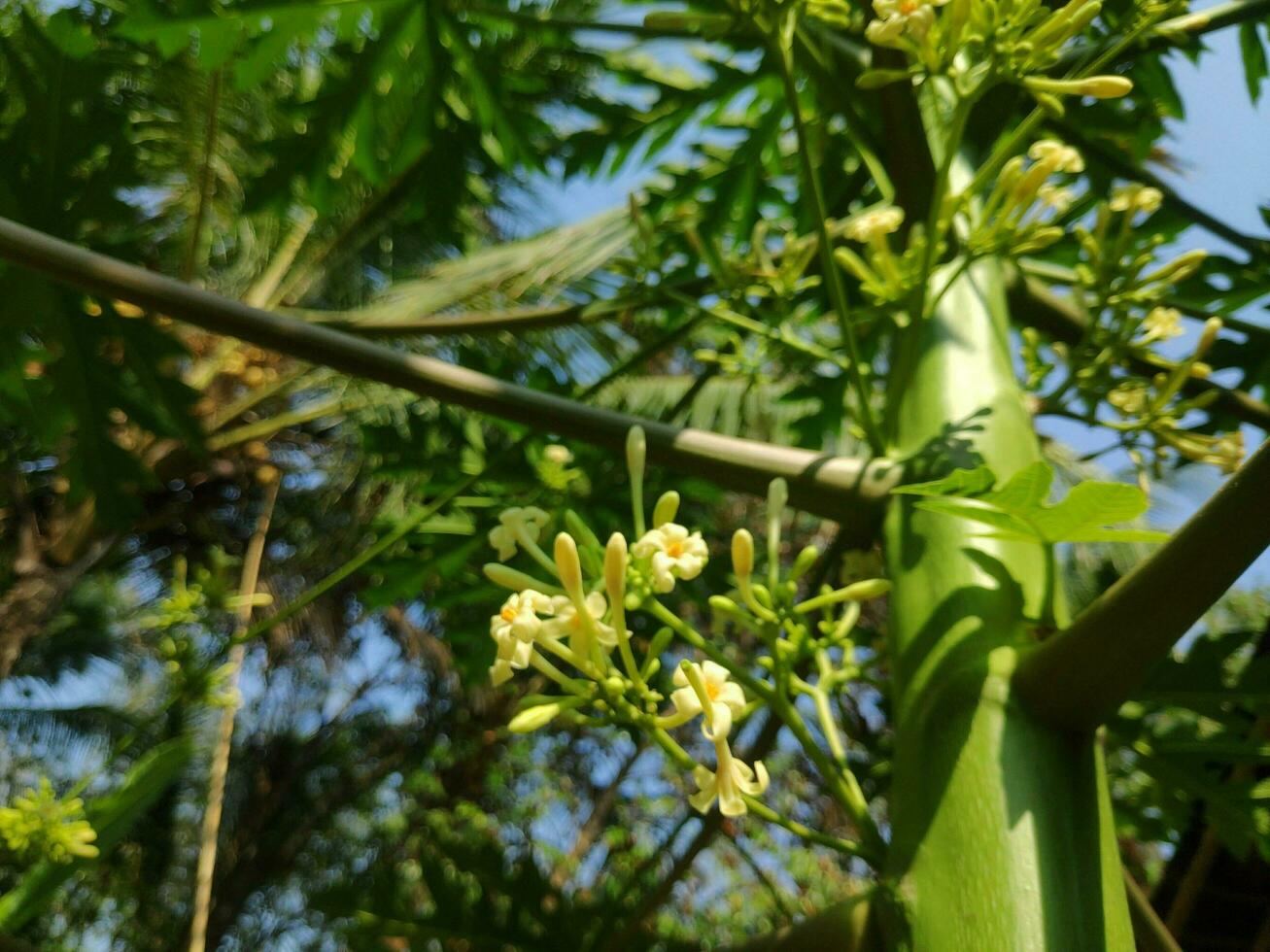 papaya árbol flores foto