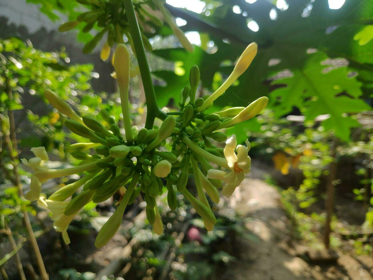 plantas en el jardin foto