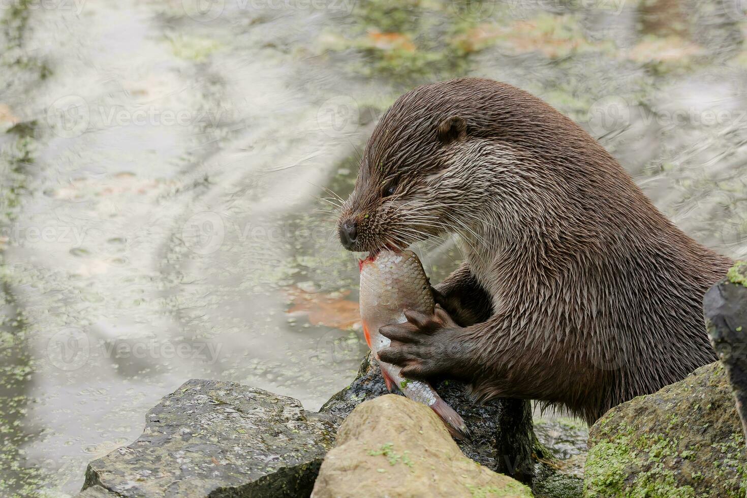 the otter eats freshly caught fish photo
