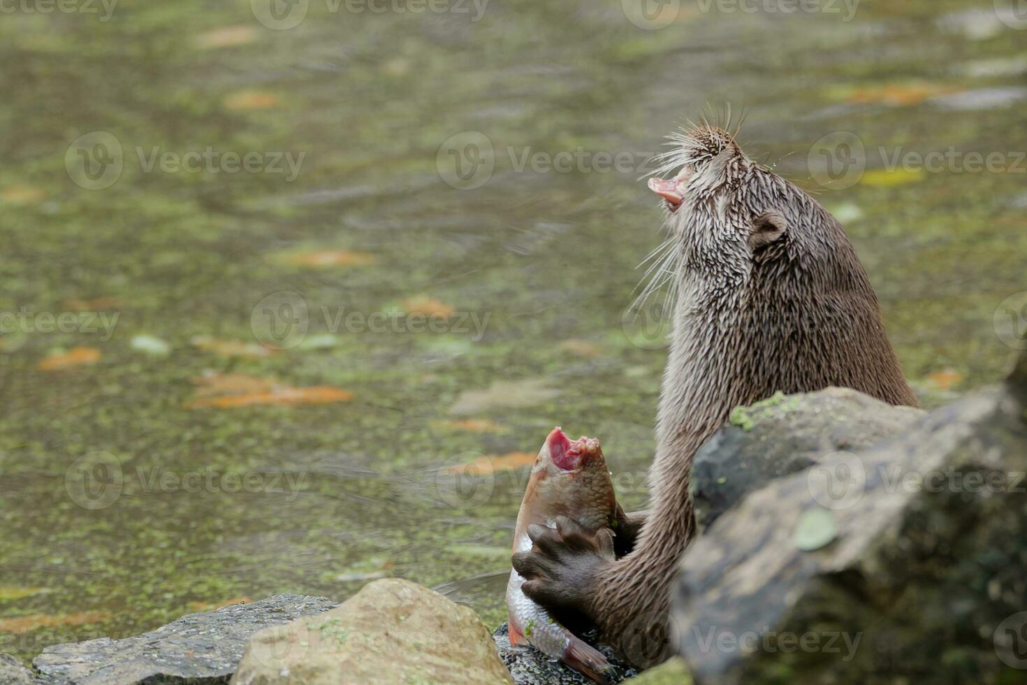 the otter eats freshly caught fish photo