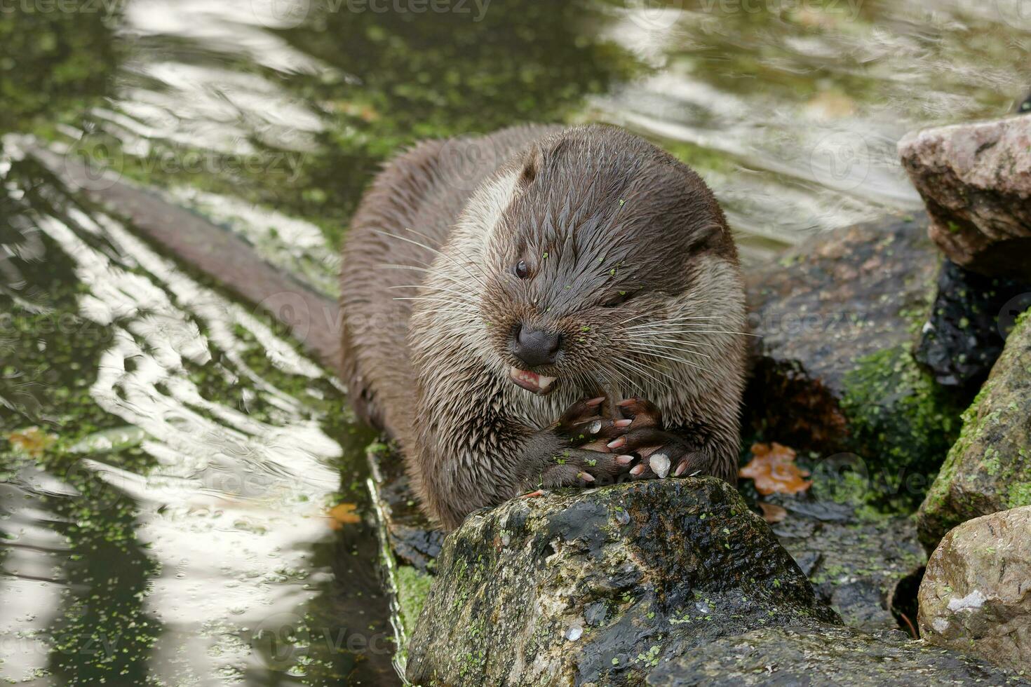 the otter eats freshly caught fish photo