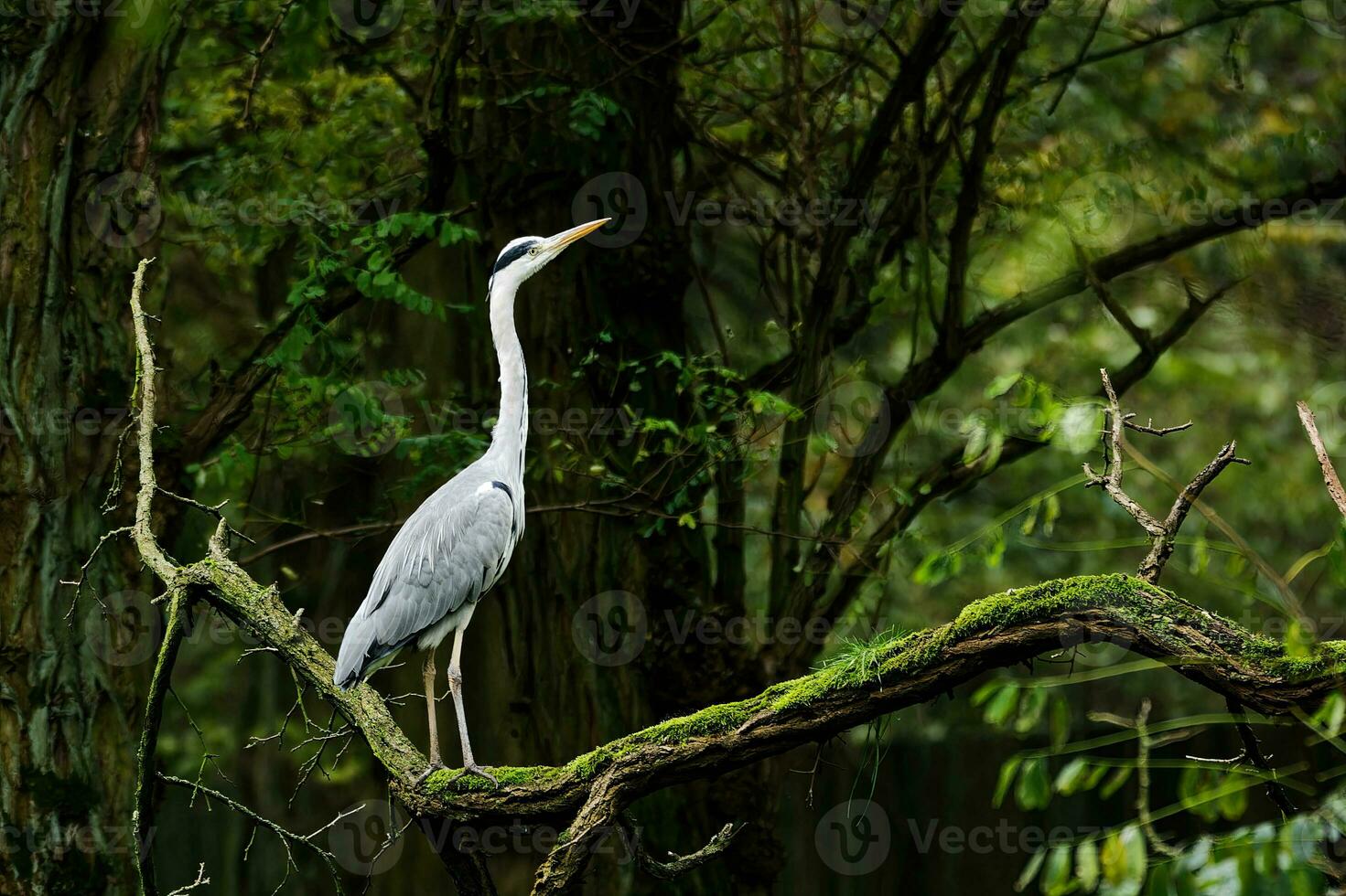 Grey heron standing on an old green branch photo