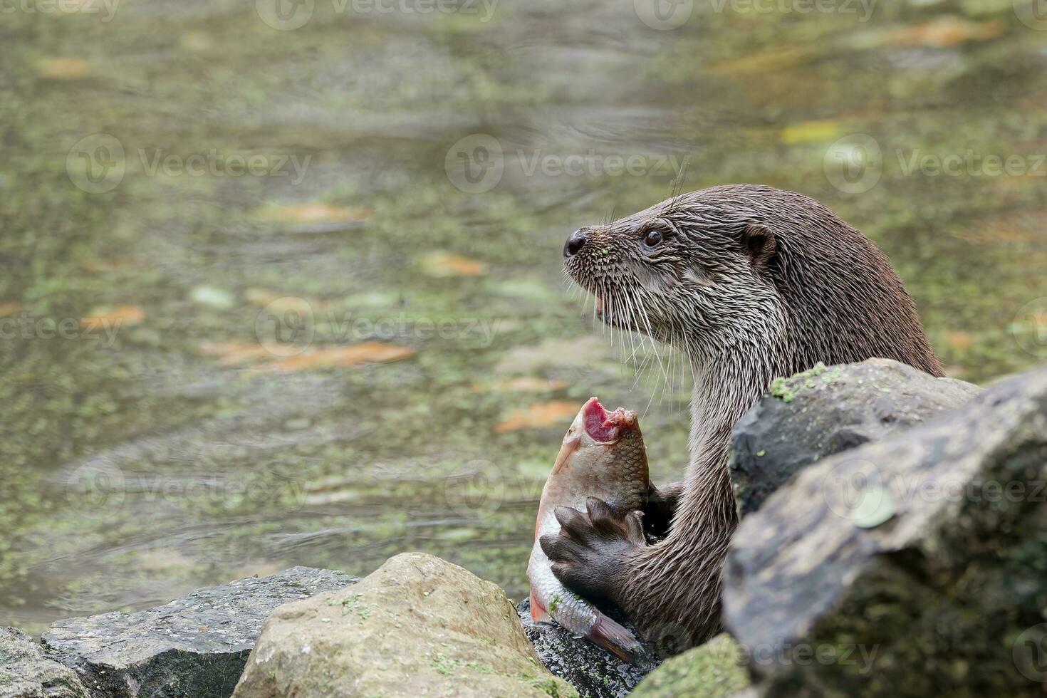 the otter eats freshly caught fish photo