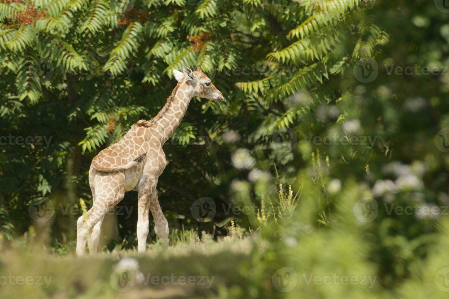 young giraffe in the forest photo