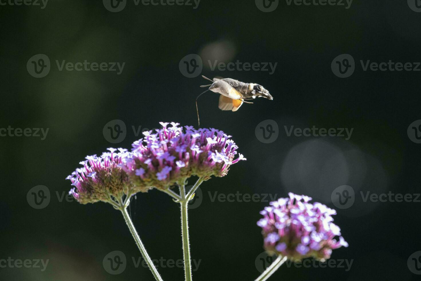 Hummingbird hawk moth is eating the nectar from the flower photo