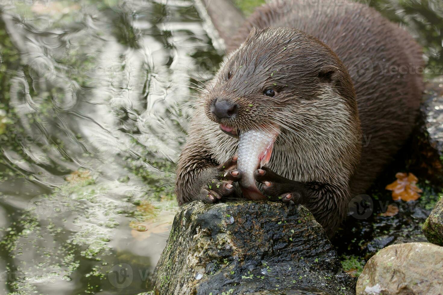 the otter eats freshly caught fish photo