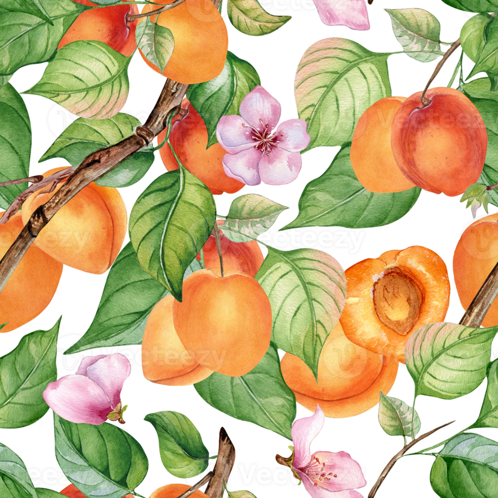 Watercolor seamless pattern of branch with apricot, green leaves. Painting fruit tree, fruitage hand drawn. Design element for card, package, poster, label jam, cosmetic, juice, oil. png