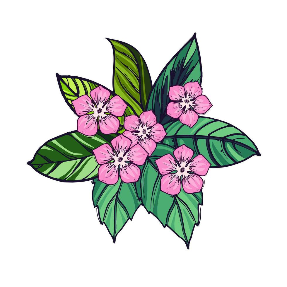 a bunch of pink hibiscus flowers and leaves on a white background vector