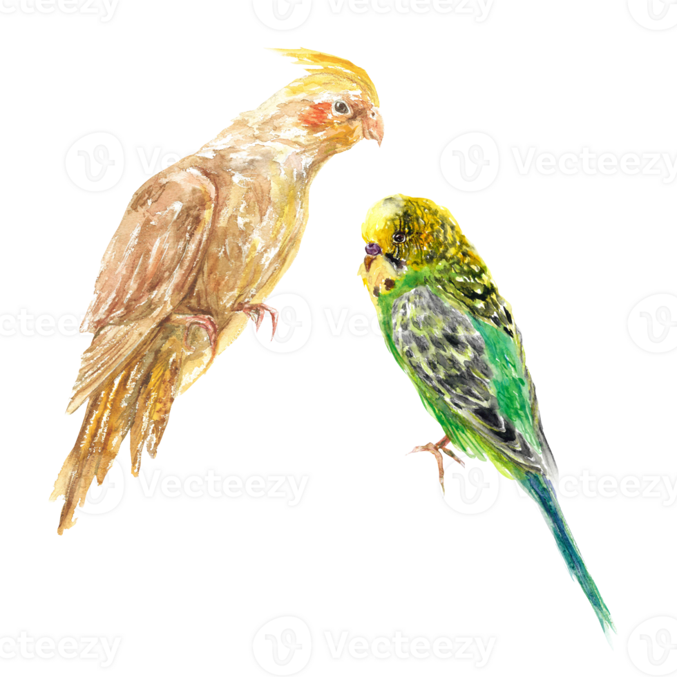 Two parrots, a Corella and a budgie. Watercolor illustration. Design element for greeting cards, juice labels, food packaging, covers, invitations. png