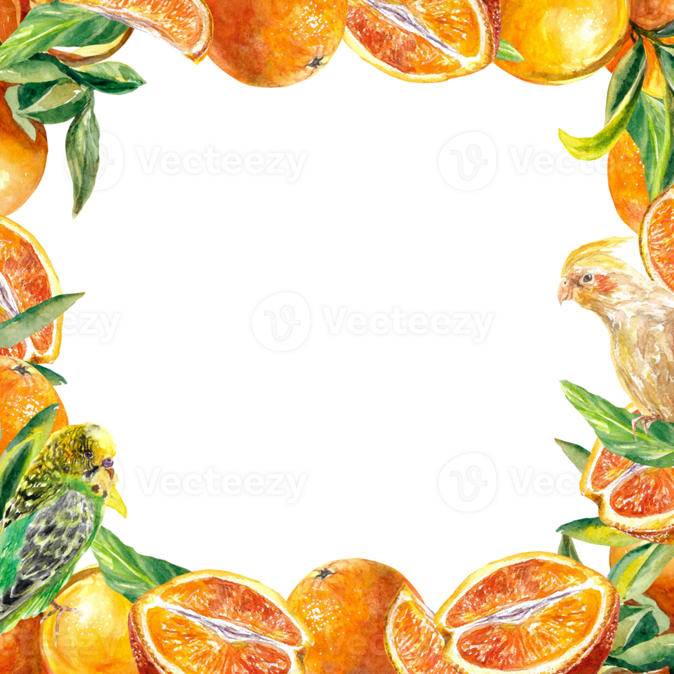 Square frame of bright orange fruits, parrots. Watercolor illustration. Design element for cafe menu, juice labels, food packaging, covers, greeting cards, invitations. png