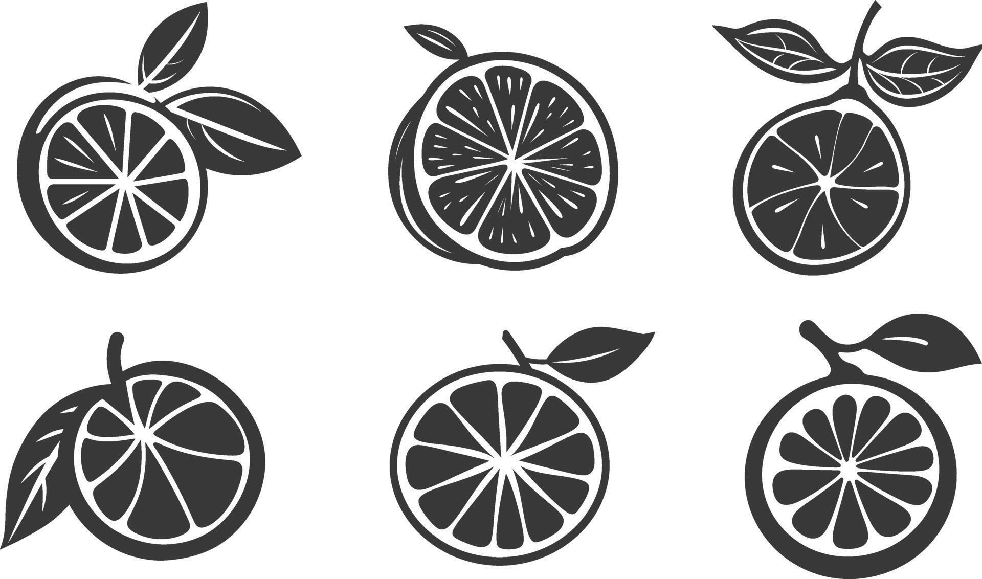 Citrus Vector Illustration Set Complete Collection of Fruit Artwork