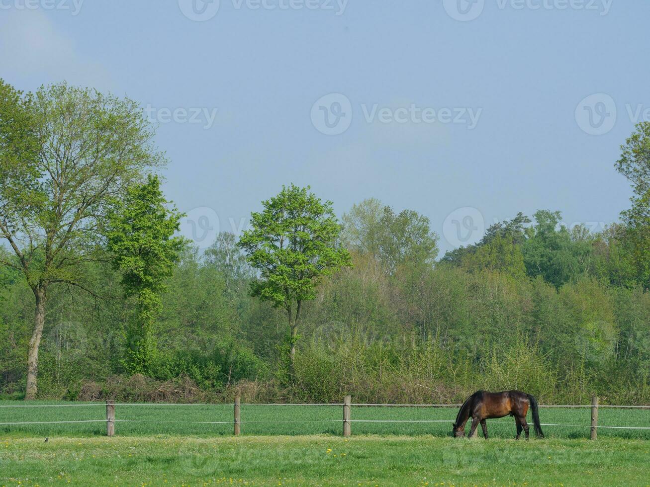 cows on a field in westphalia photo