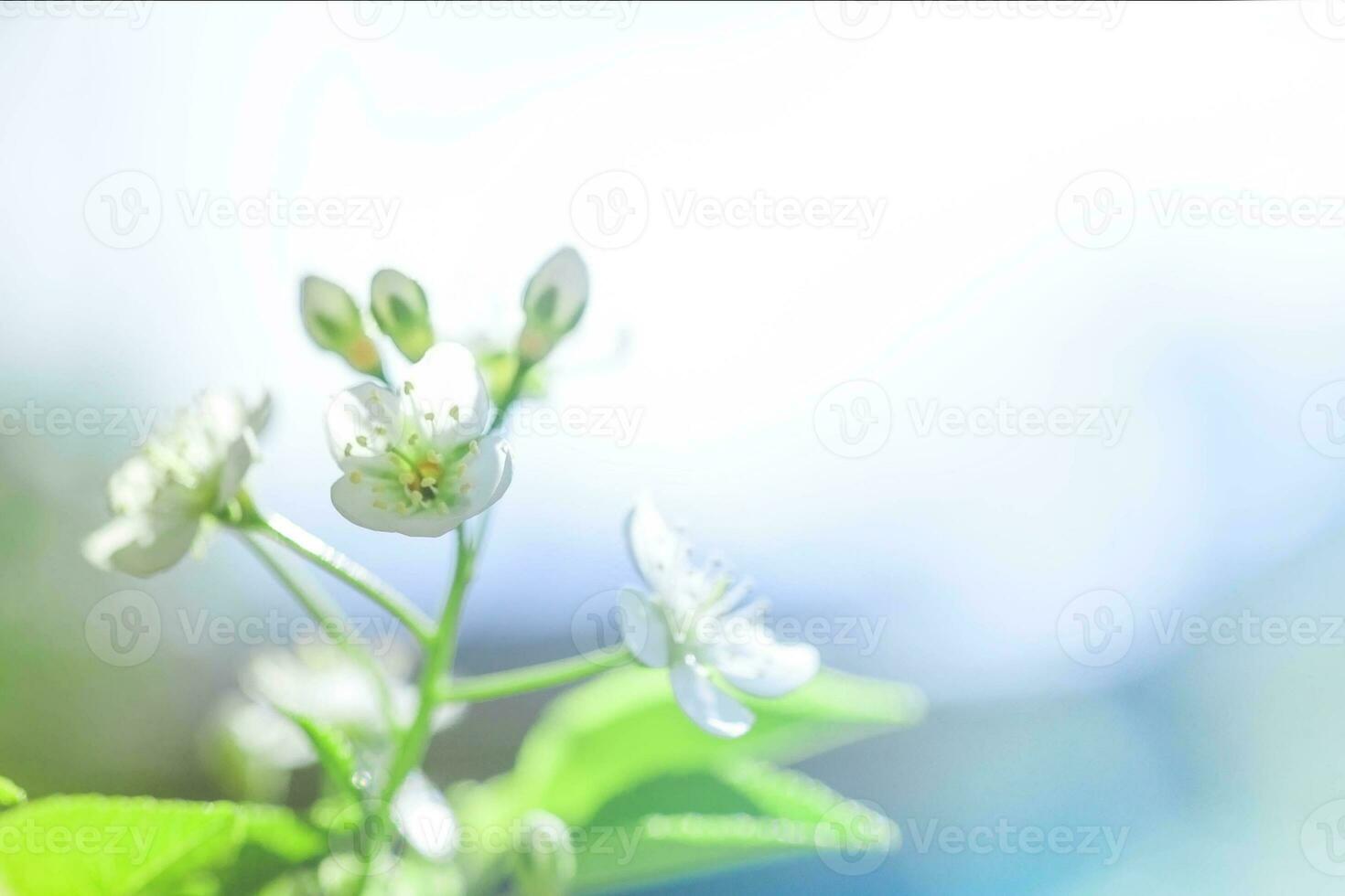 blanco con rosado flores de el Cereza flores en un primavera día en el parque foto