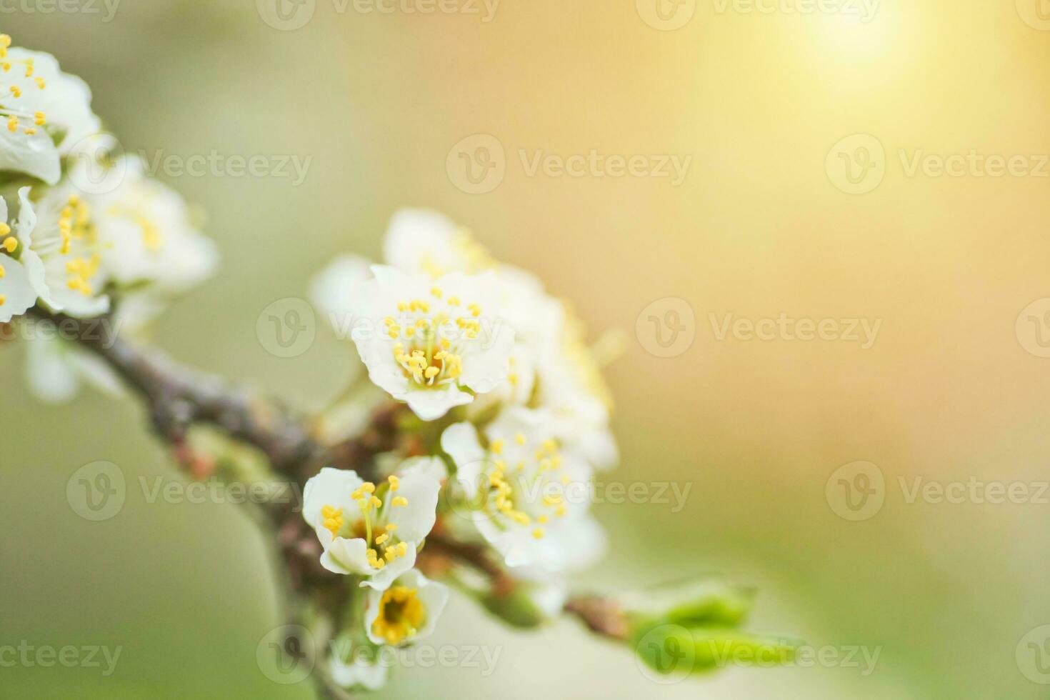 Flowers of Cherry plum or Myrobalan Prunus cerasifera blooming in spring on the branches. photo