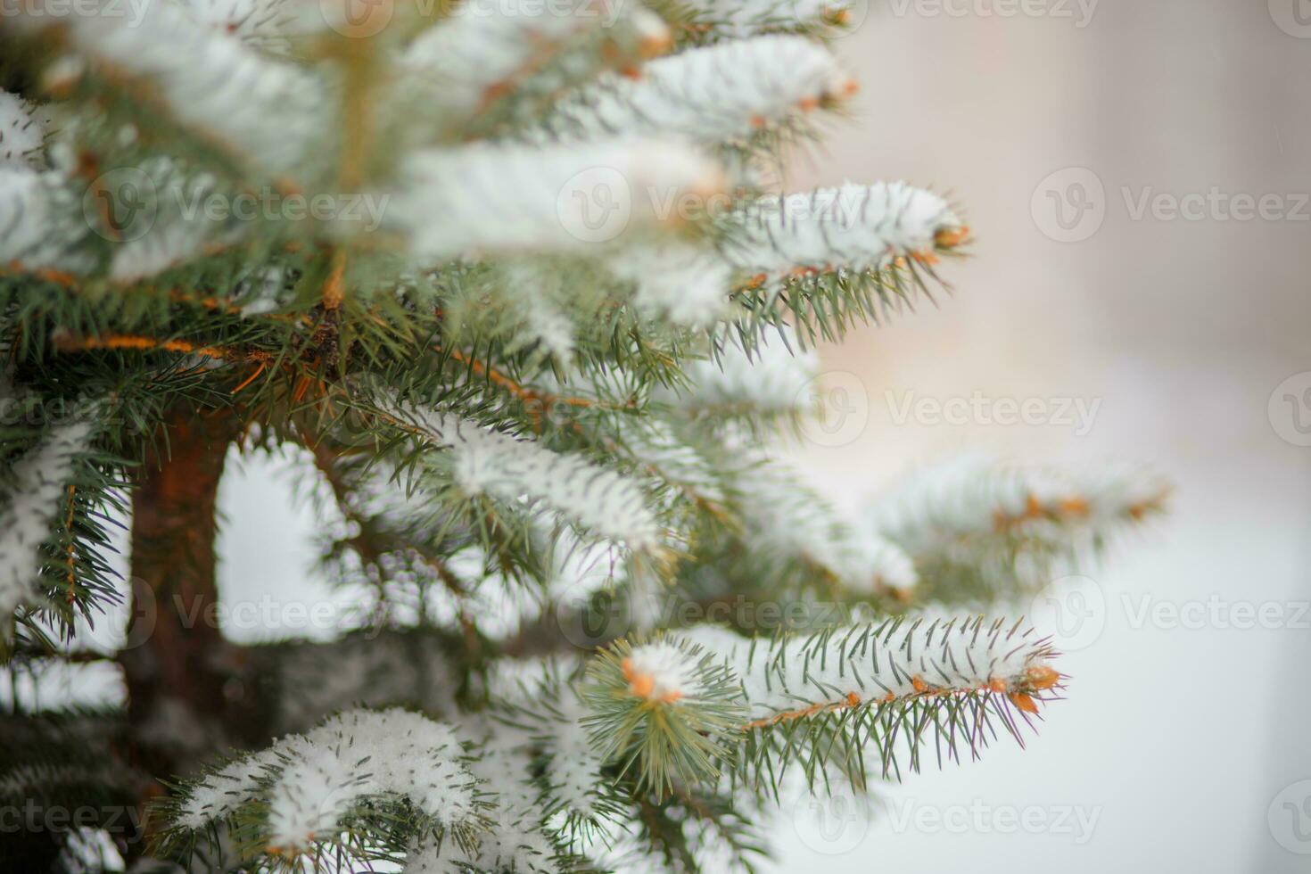 Beautiful Winter Background. Wintertime Wallpaper. Snow-covered fir tree branches close up outdoors with selective focus. Nature Wide screen Web banner with copy space photo