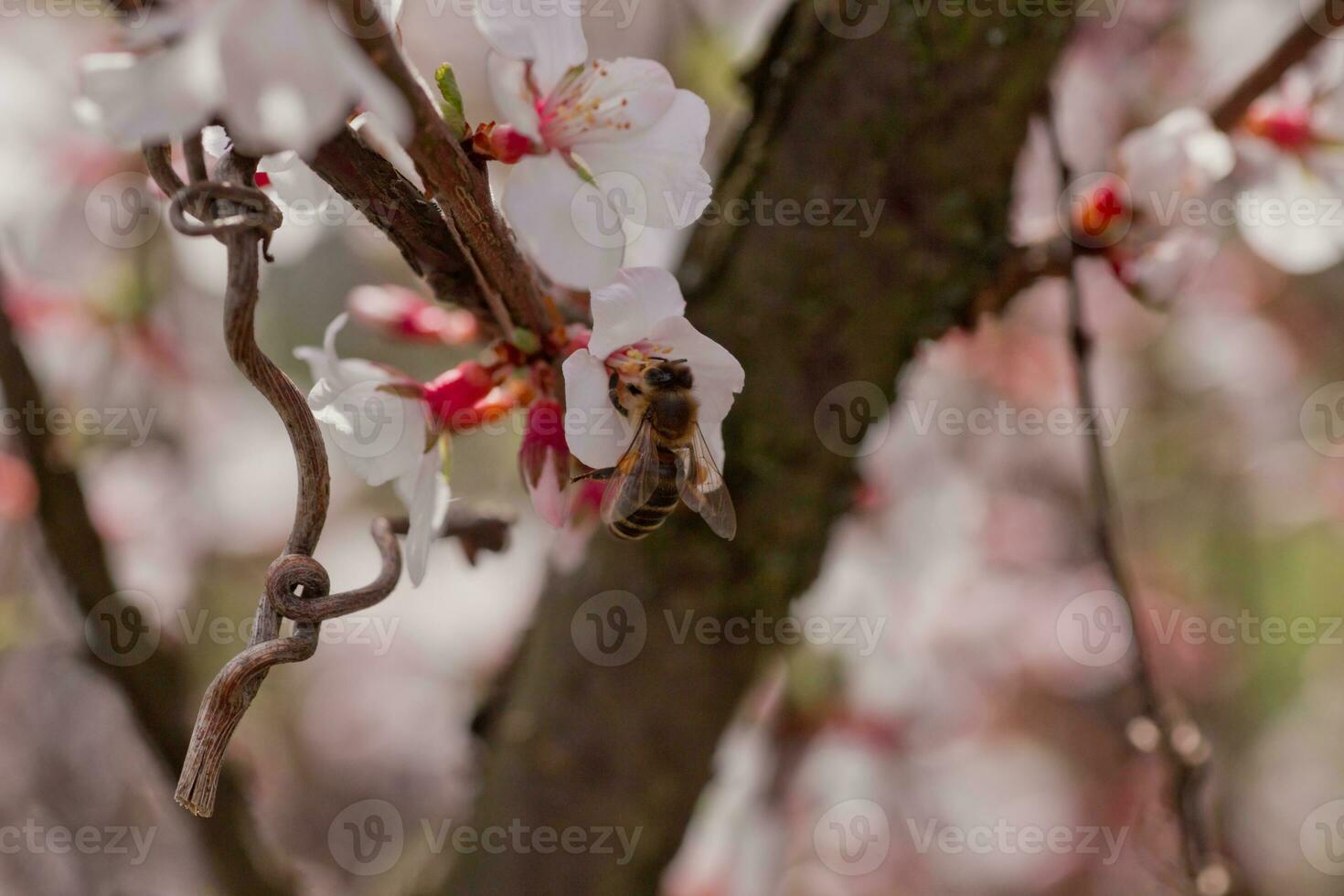 Bee on flower of Nanking cherry Prunus tomentosa photo