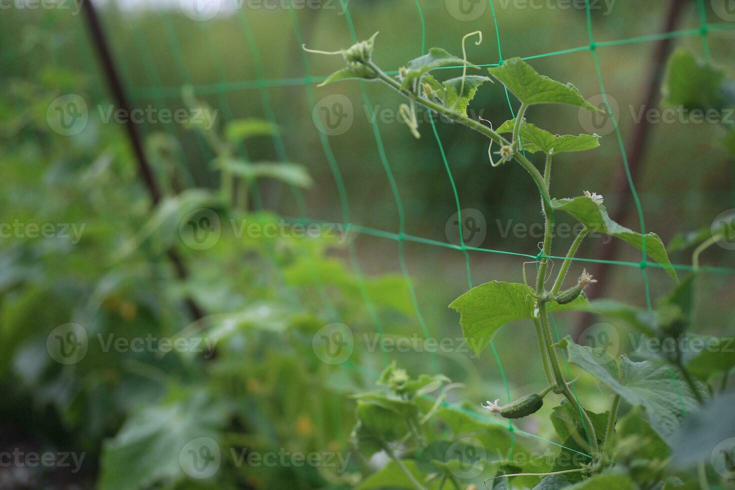 Cucumber Cucumis sativus in the vegetable garden with ovary onstalk with leaves. Cucumber in garden is tied up on trellis. Close-up. photo