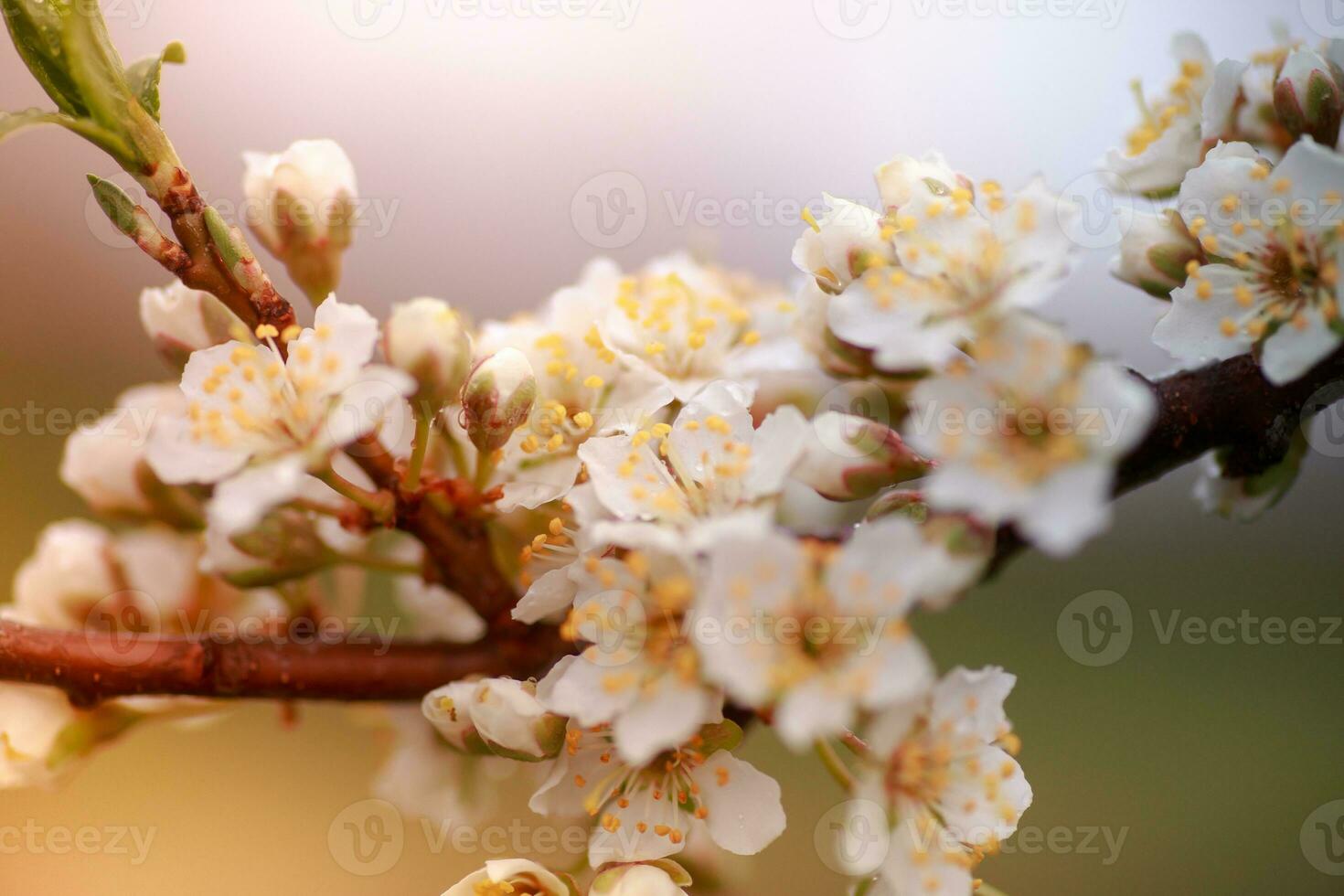 Flowers of Cherry plum or Myrobalan Prunus cerasifera blooming in the spring on the branches. photo