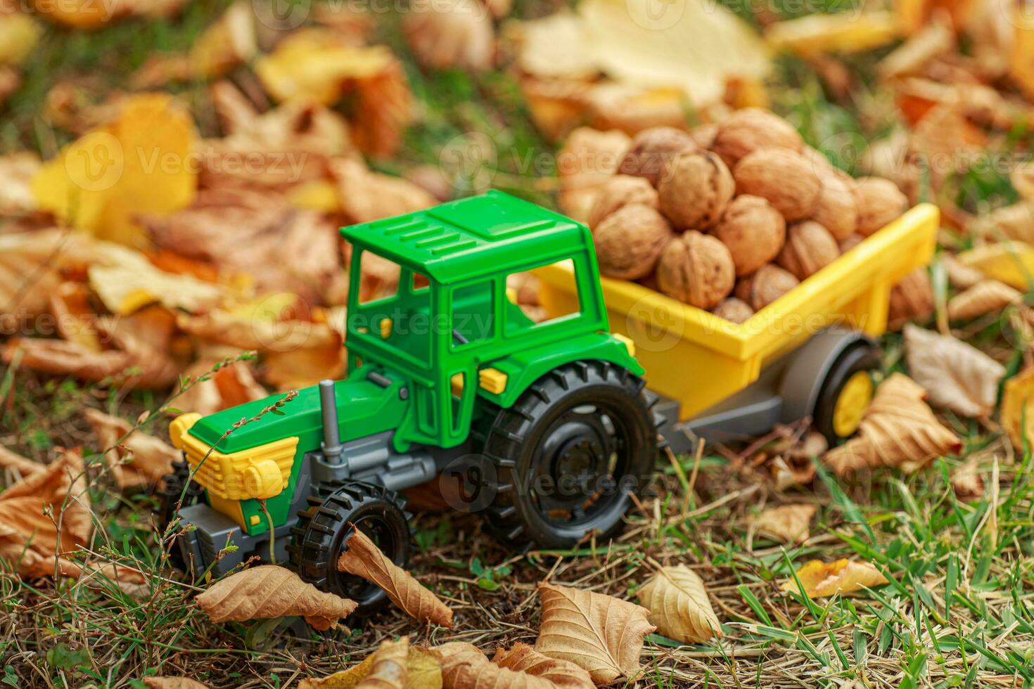 Green tractor carries nuts in the back. Toy tractor with a crop of ripe walnuts. photo