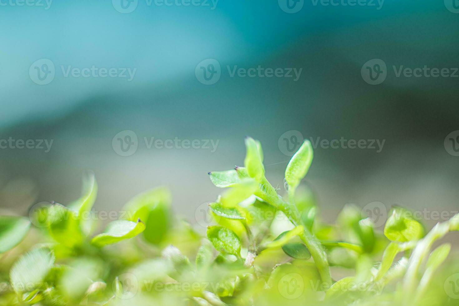 Young green grass sprouts on a green background. Spring background. photo