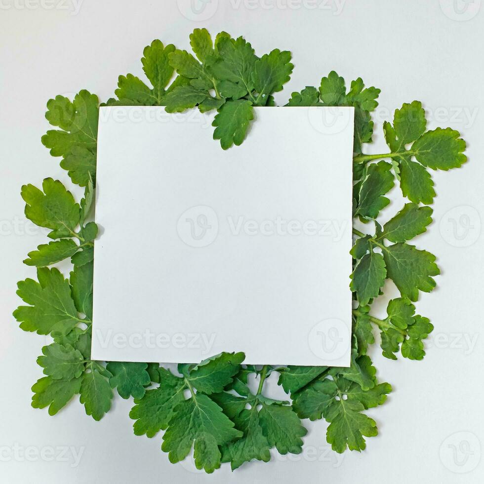 layout made of Chelidonium majus, greater celandine, nipplewort, swallowwort or tetterwort green leaves around square sheet with copy space for text photo