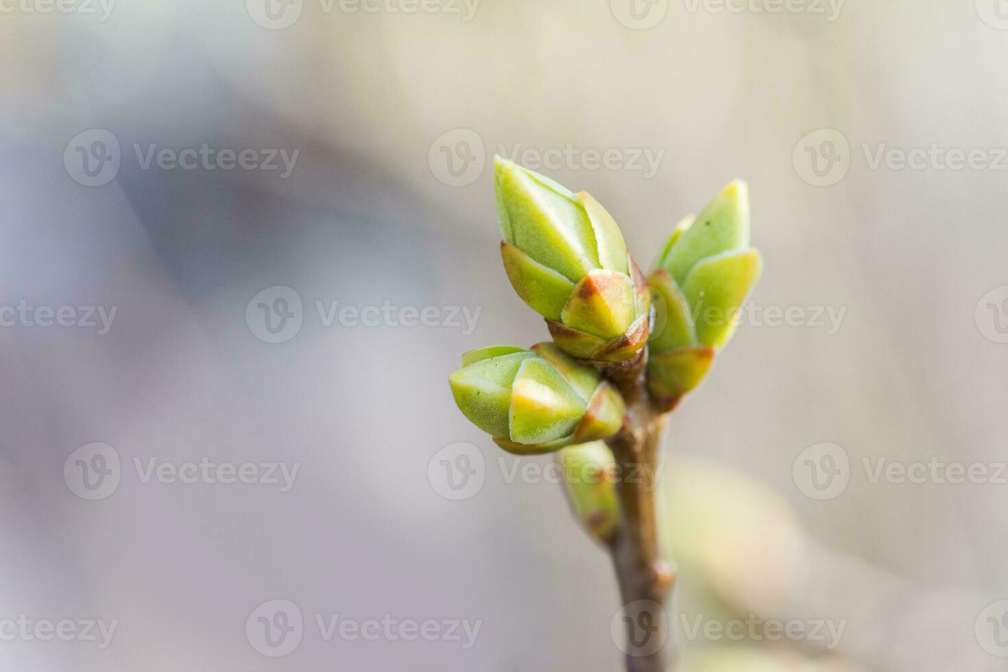 Branches of lilac buds after the rain. Raindrops on the branch. photo