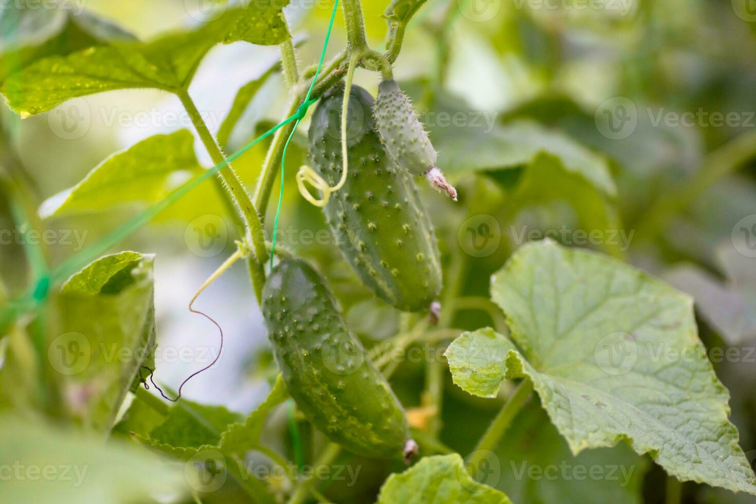 Two green ripe cucumbers on a bush among the leaves. Cucumber on the background of the garden. photo