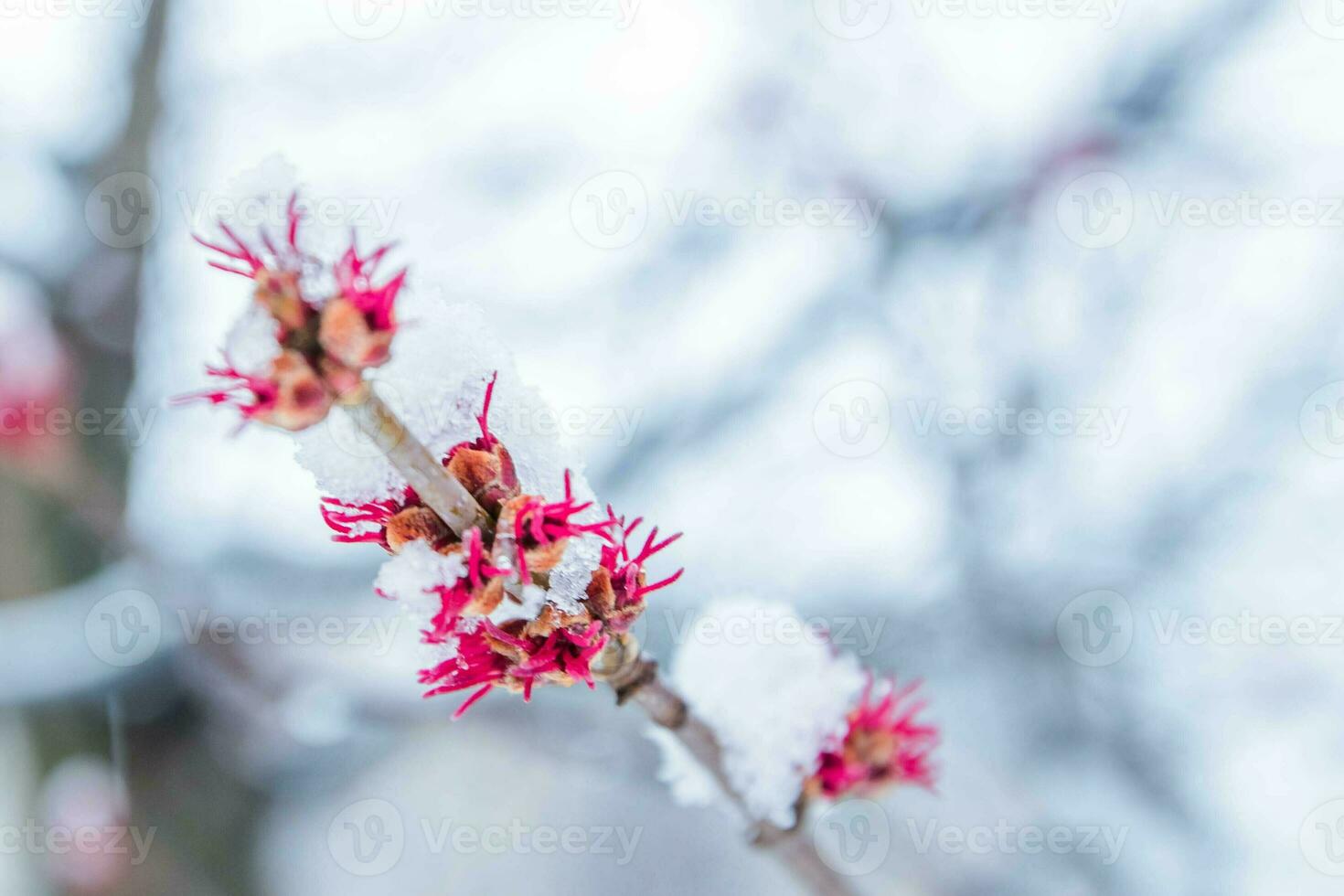 Branches of a tree with blooming buds covered with snow. Snow in the spring. Heavy snowfall in March and April. photo