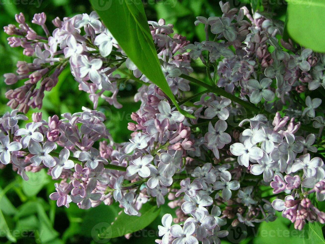 A honey bee collects pollen from lilac in the month of May. Hone photo