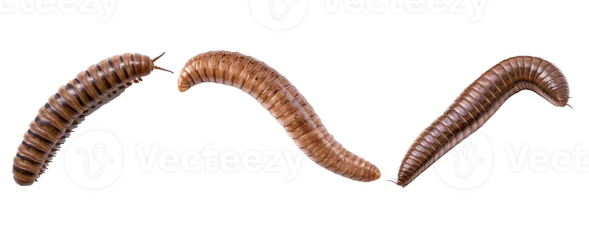 Collection of earthworms. Set of worms on transparent background AI generated png