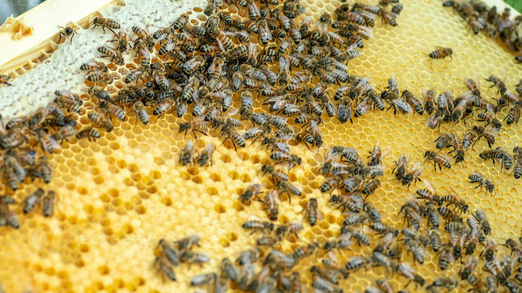 abejas en el panal, antecedentes. miel célula con abejas. apicultura. colmenar. de madera Colmena y abejas. Colmena con miel abejas, marcos de el colmena, parte superior vista. suave enfocar. foto