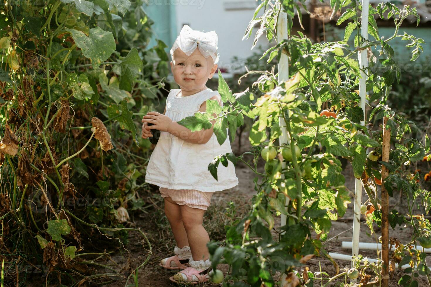 Little toddler girl collects crop of cucumbers on greenhouse in summer. Yellowed withered leaves of cucumbers. last crop of fresh vegetables in beds at end of summer. Helthy organic eating for kid. photo