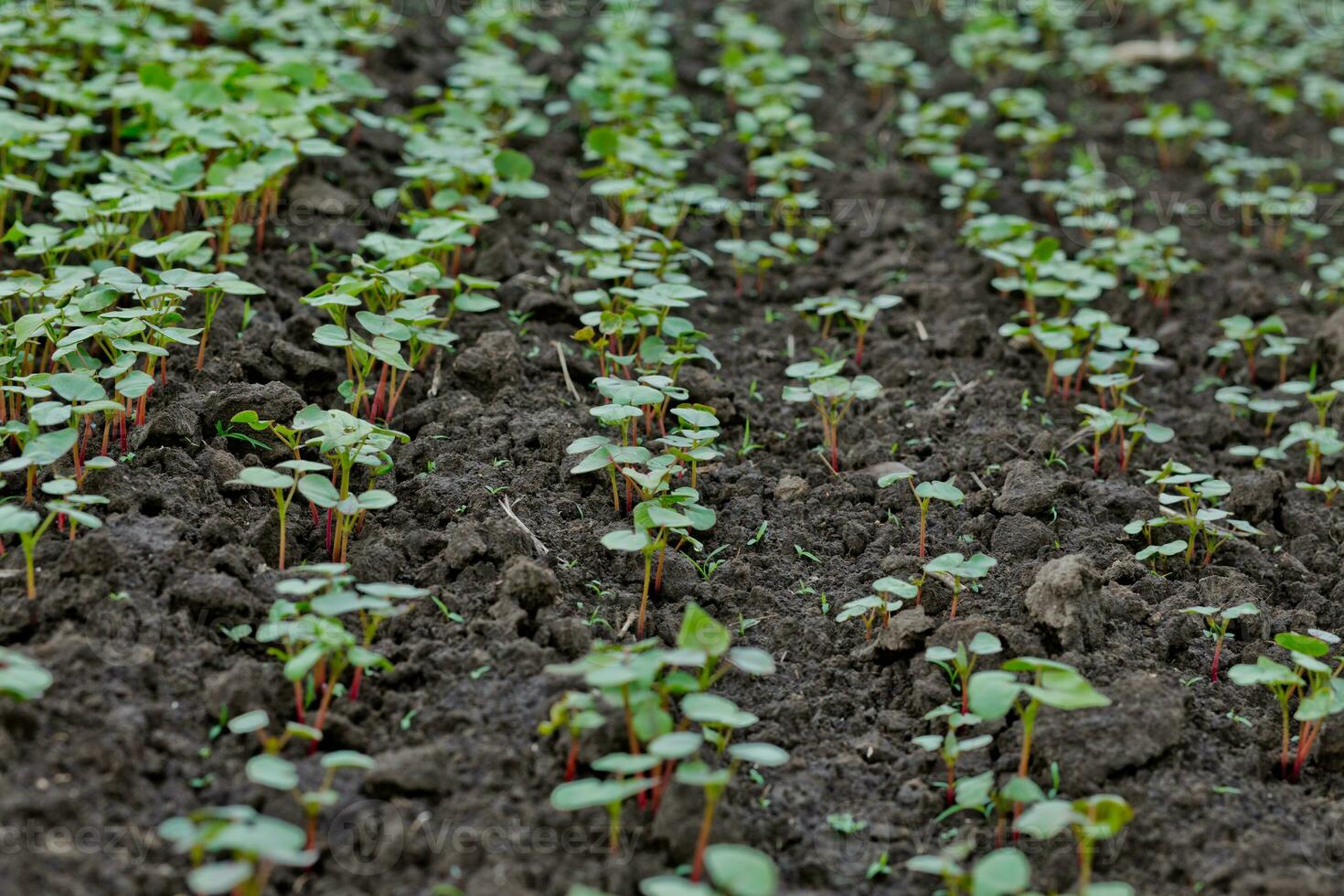 Field of sprout buckwheat on background of sky. Buckwheat, Fagopyrum esculentum, Japanese buckwheat and silverhull buckwheat on the field. photo