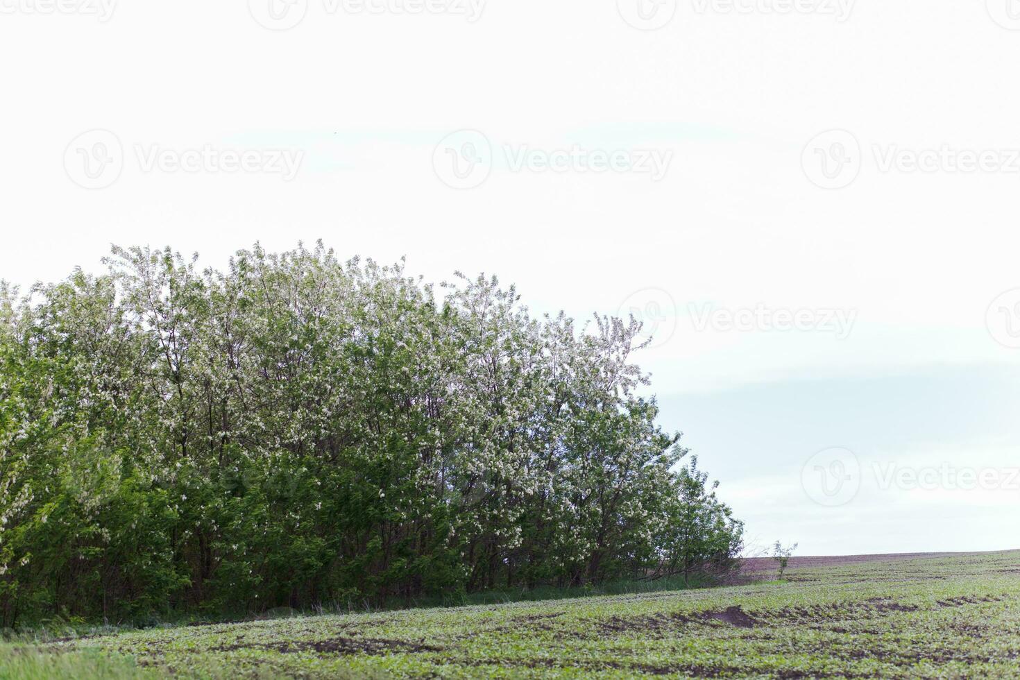 Grove of flowering trees acacia. Blooming clusters of acacia. Honey spring plant. Collect nectar. Plant with healthy and delicious honey. photo