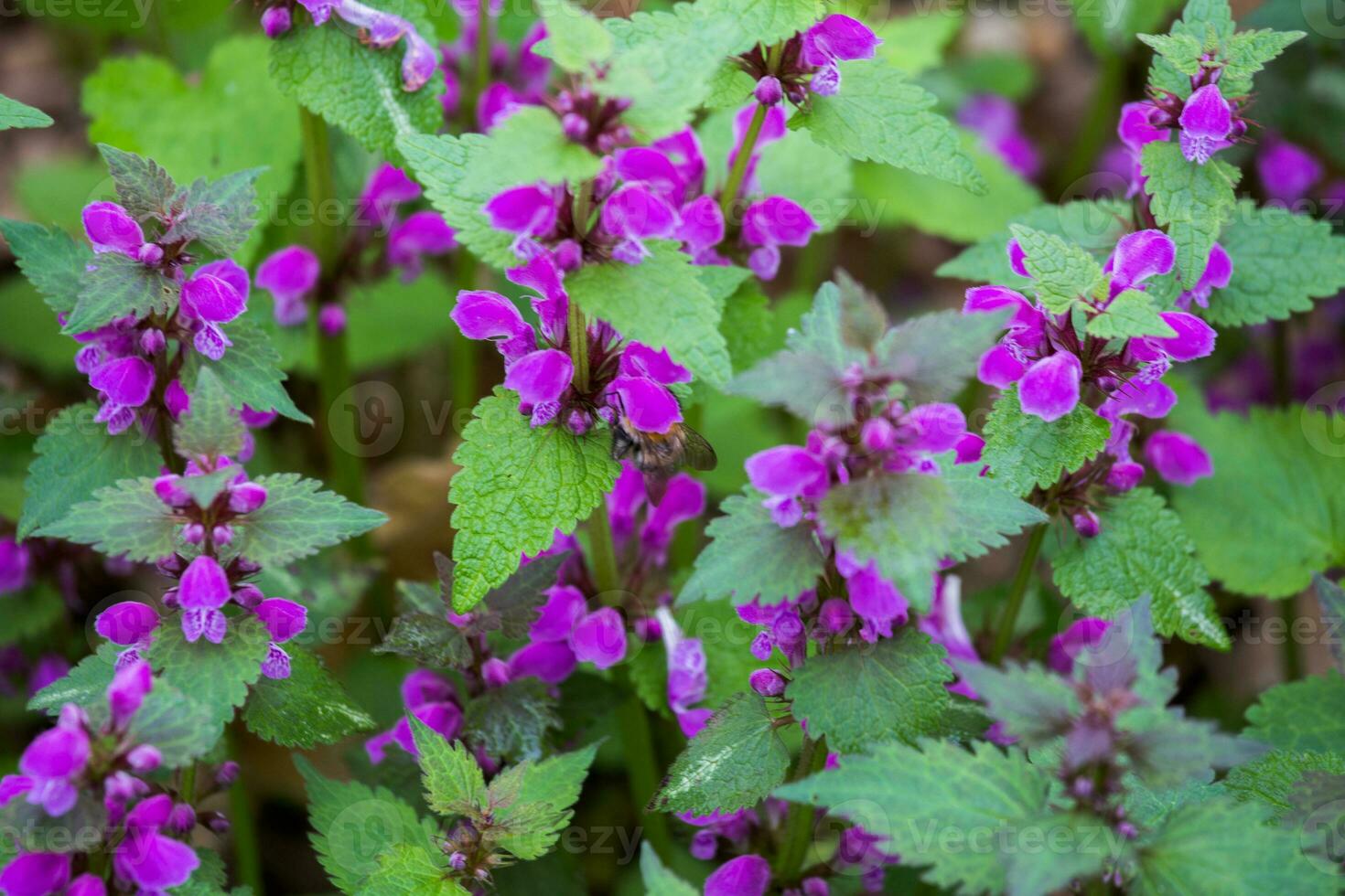 macro foto de primavera flores en el bosque claro. flores de Ginebra hierba de lobo ajuga genevensis, un planta usado en tradicional medicamento. desenfocado