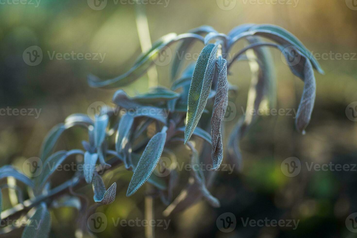 leaves of sage are covered with ice crystals. Frost on the grass. First frosts. Cold season. Fall cold. Natural background. photo