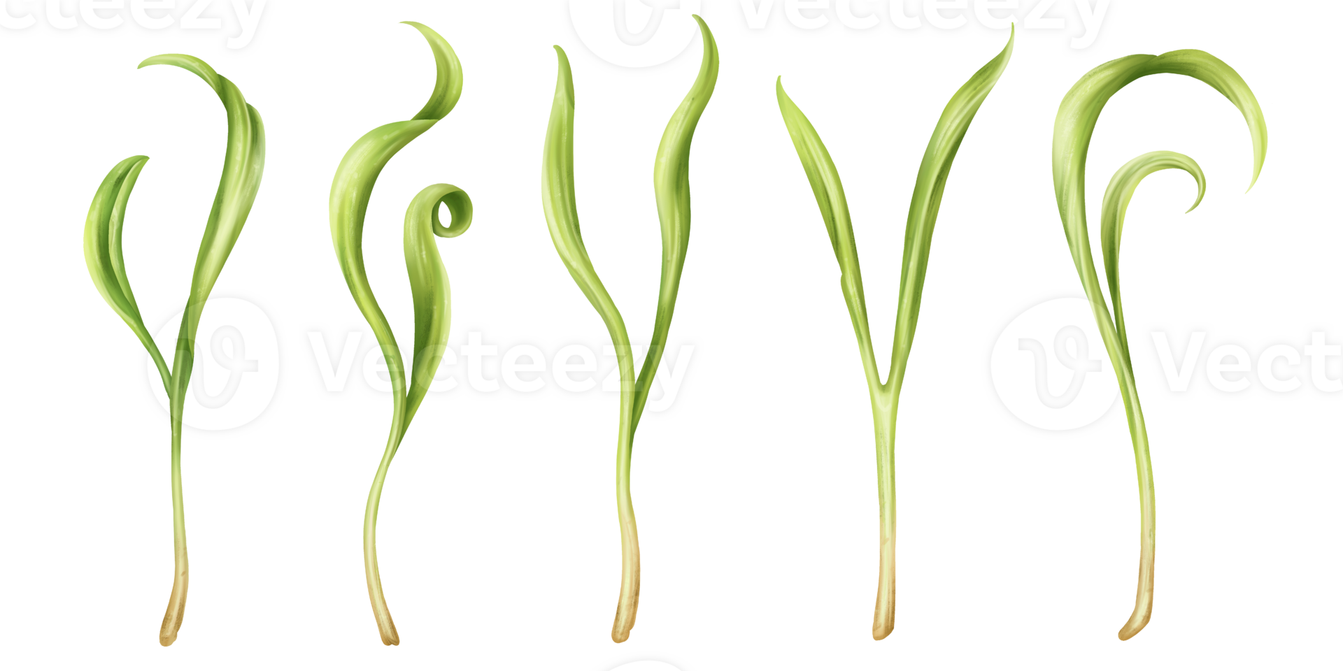 Illustration of spinach micro-greenery in watercolor style. Young seed seedlings, edible leaves, a healthy food supplement. Clipart. Gardening plants, cooking ingredients png