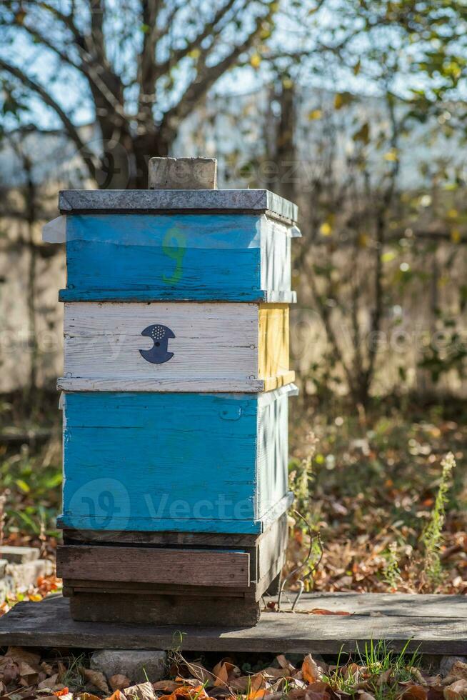 Multi-hulled hive on apiary photo