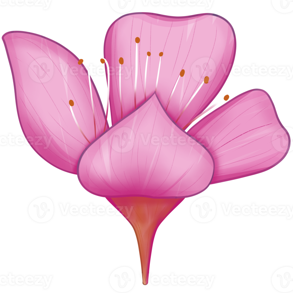 illustration of pink sakura flower png